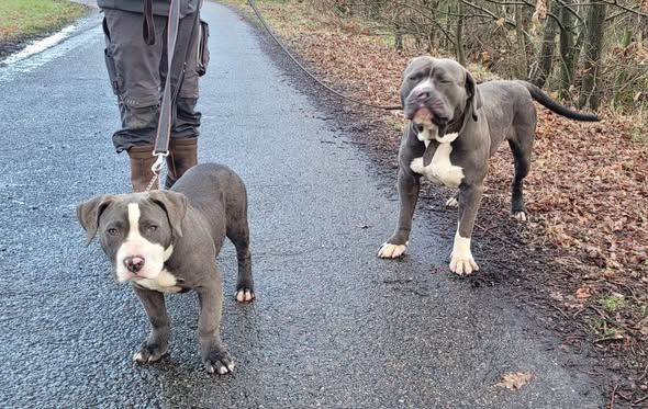 OMGEVING HERTEN
Wie herkent deze 2 honden of weet waar ze thuis horen.
Heeft u meer informatie of bent u de eigenaar : 0495-563981