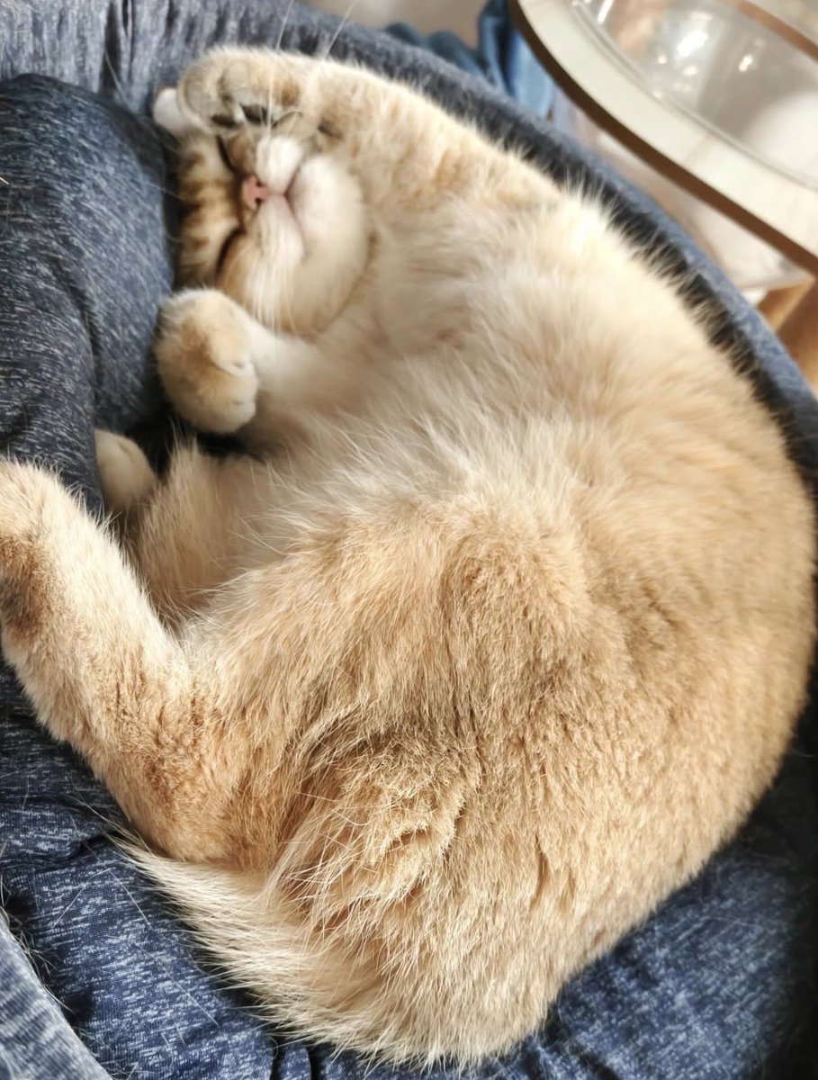hazard_FanClubb's tweet photo. Good night 😽

𝐇𝐚𝐳𝐚𝐫𝐝 &amp; 𝐊𝐚𝐧𝐭𝐞 𝐚𝐫𝐞 𝐂𝐚𝐭𝐬
#น้องอาซาร์ของพี่กลัฟ #Hazardisacat #Kanteisacat @gulfkanawut #อาซาร์แมวเซา  #GulfKanawut #ก็องเต้เป็นแมว https://t.co/6EnnmDTOEc