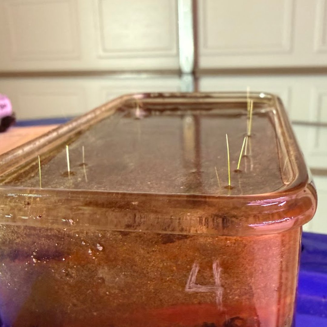 Delaware Sea Grant tweet media