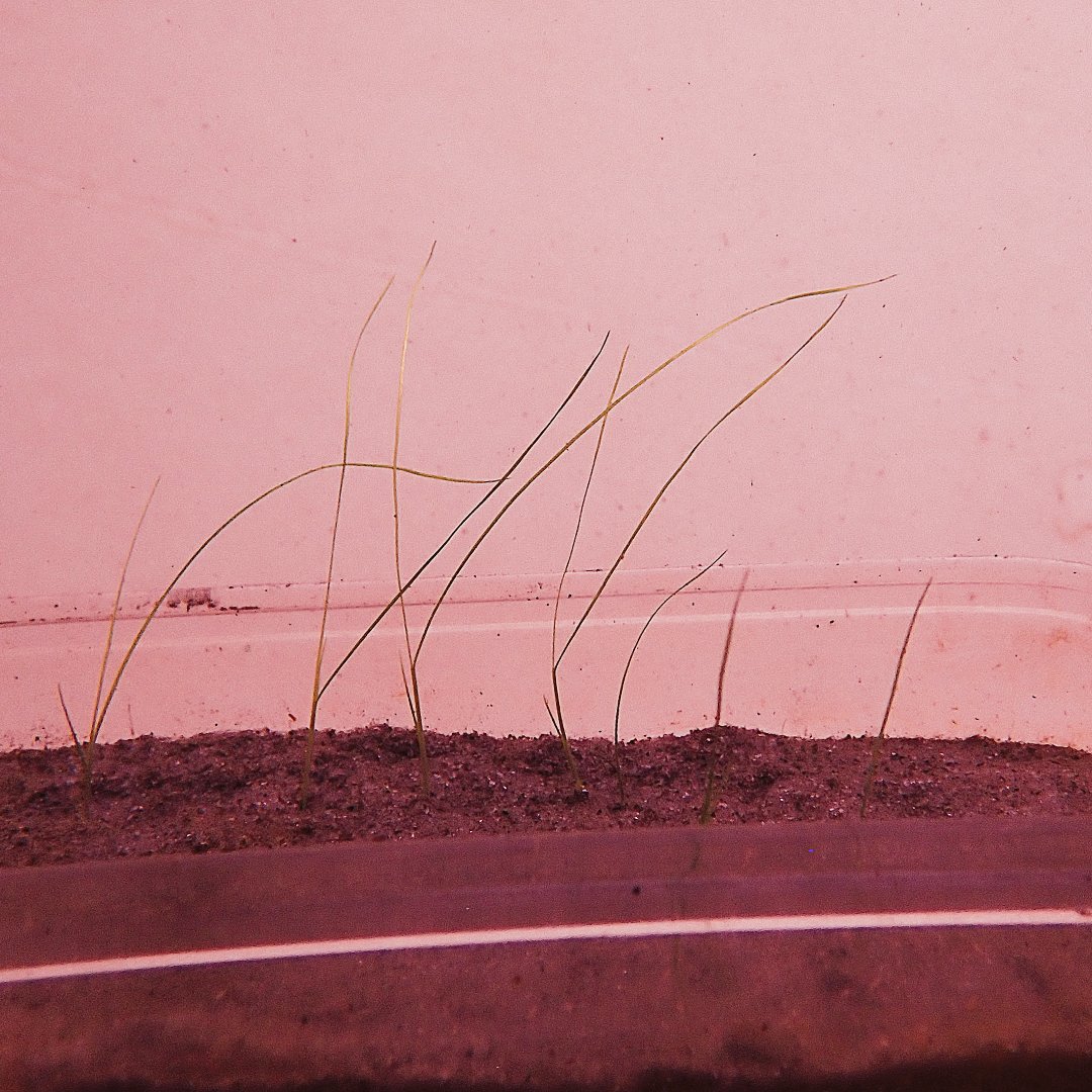 Delaware Sea Grant tweet media