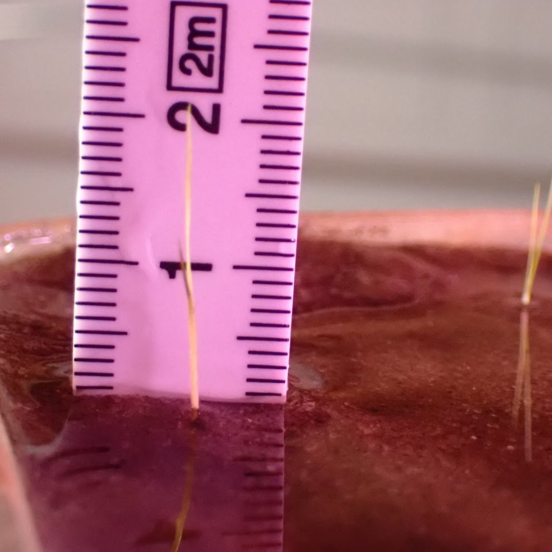 Delaware Sea Grant tweet media