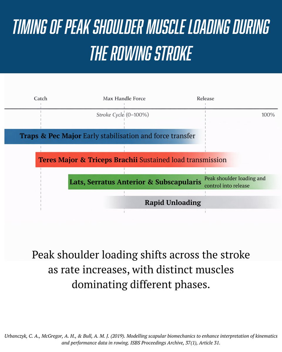 Science of Rowing tweet media