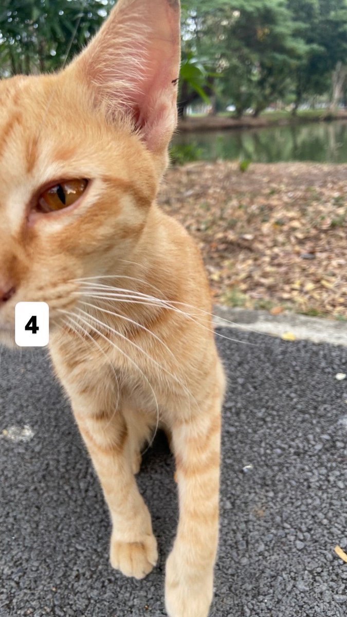 🍄 beer✿root ✨ 🐈⬛ 💐 tweet media