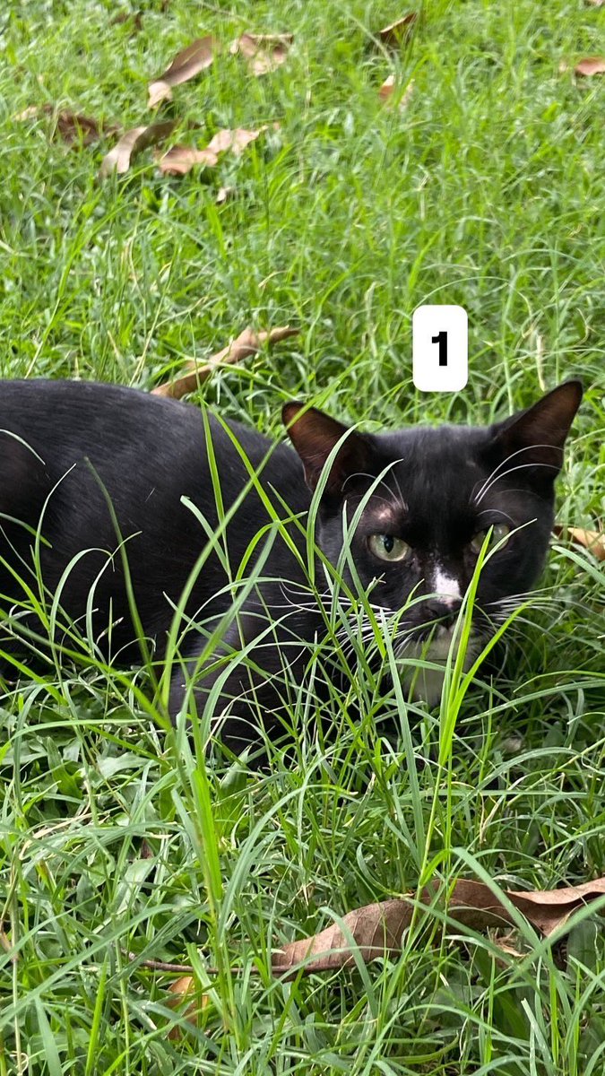 🍄 beer✿root ✨ 🐈⬛ 💐 tweet media