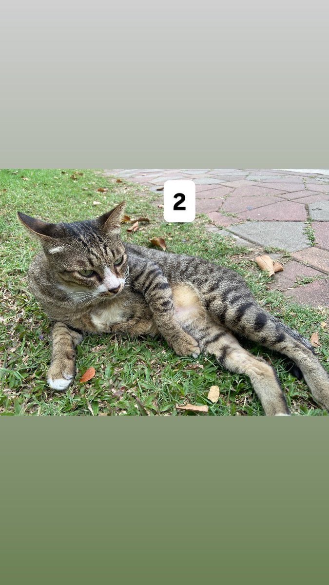 🍄 beer✿root ✨ 🐈⬛ 💐 tweet media