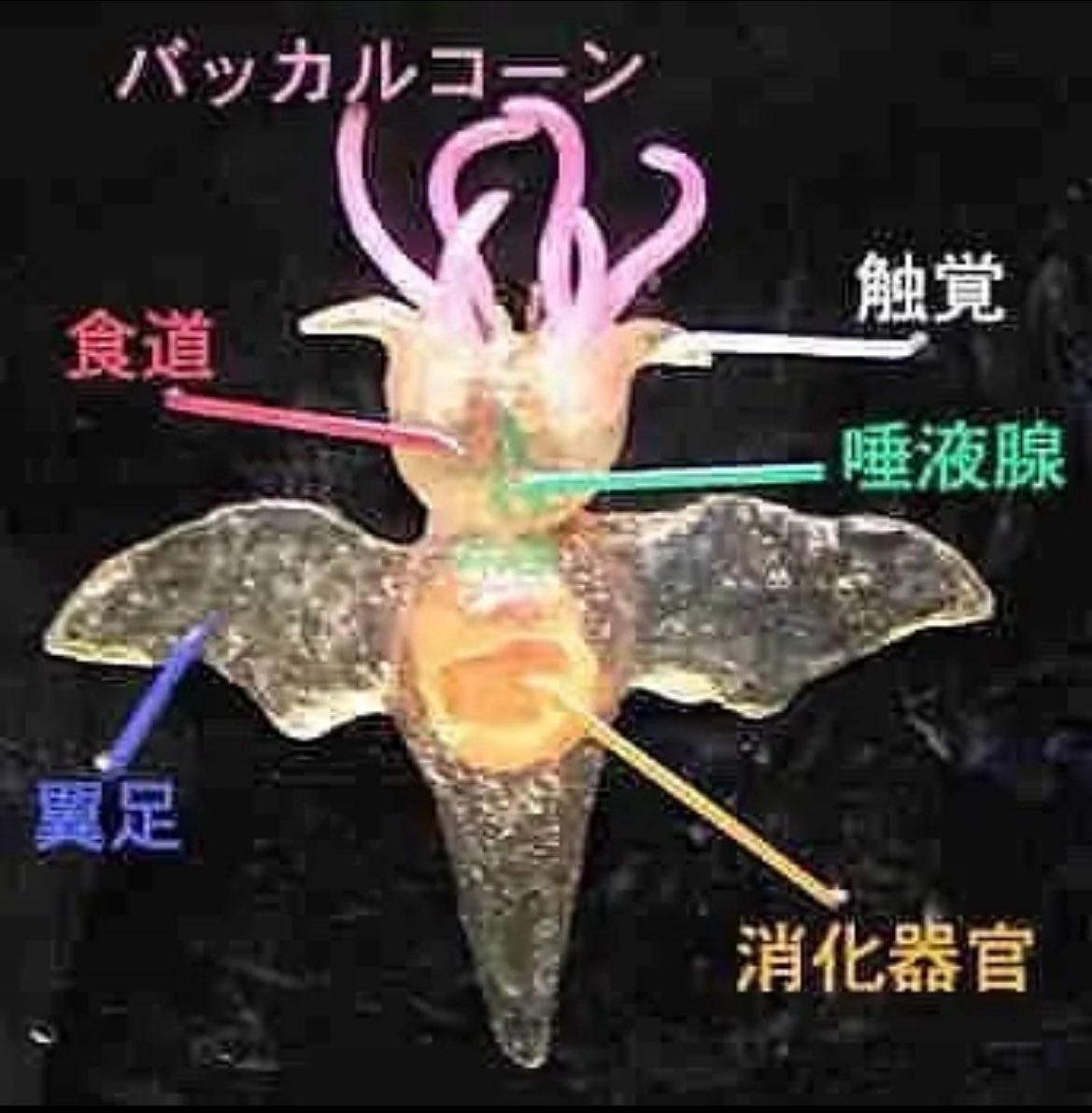 sunonebird tweet media