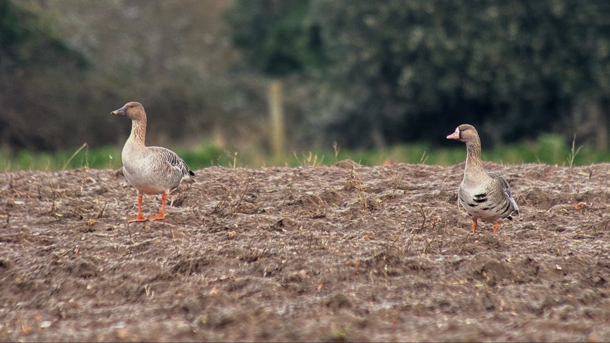 Jamie Everett tweet media