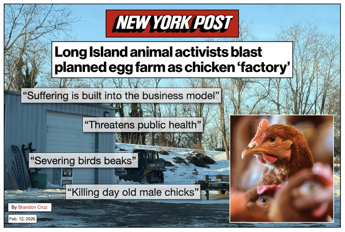 Why did a prominent animal rescuer in New York "blast a planned egg farm" in his community? The <a href="/nypost/">New York Post</a> gave John Di Leonardo of Humane Long Island (<a href="/DuckDefenders/">Humane Long Island | Duck Defenders</a>) a platform to explain why. 

A factory farm would not only compromise the public health and harm the local