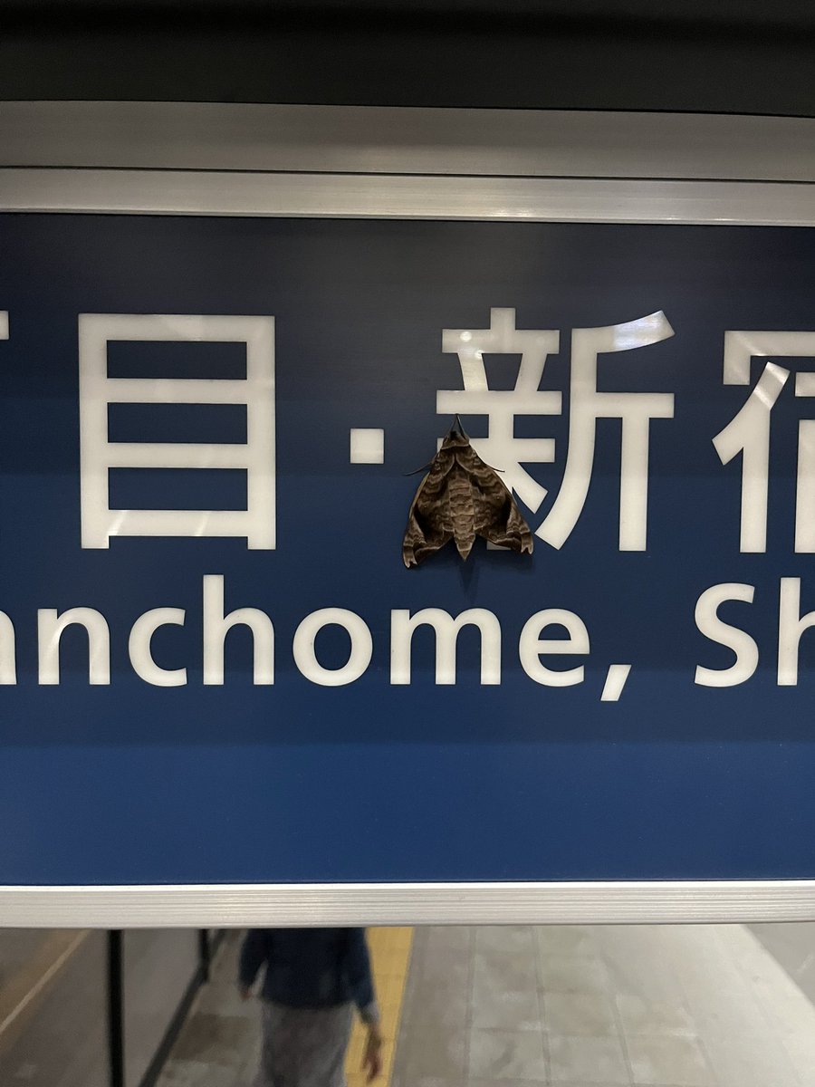 kukuhya's tweet image. Ketika foto ngasal tapi lo di Jepang

(Tapi kayaknya terlalu ngasal deh 😓😓😓)