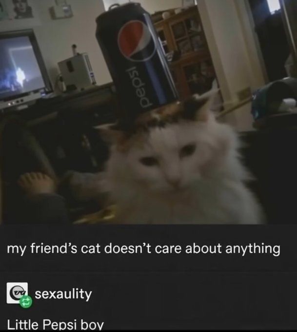 Tweets Of Cats (@tweetsofcats) on Twitter photo 