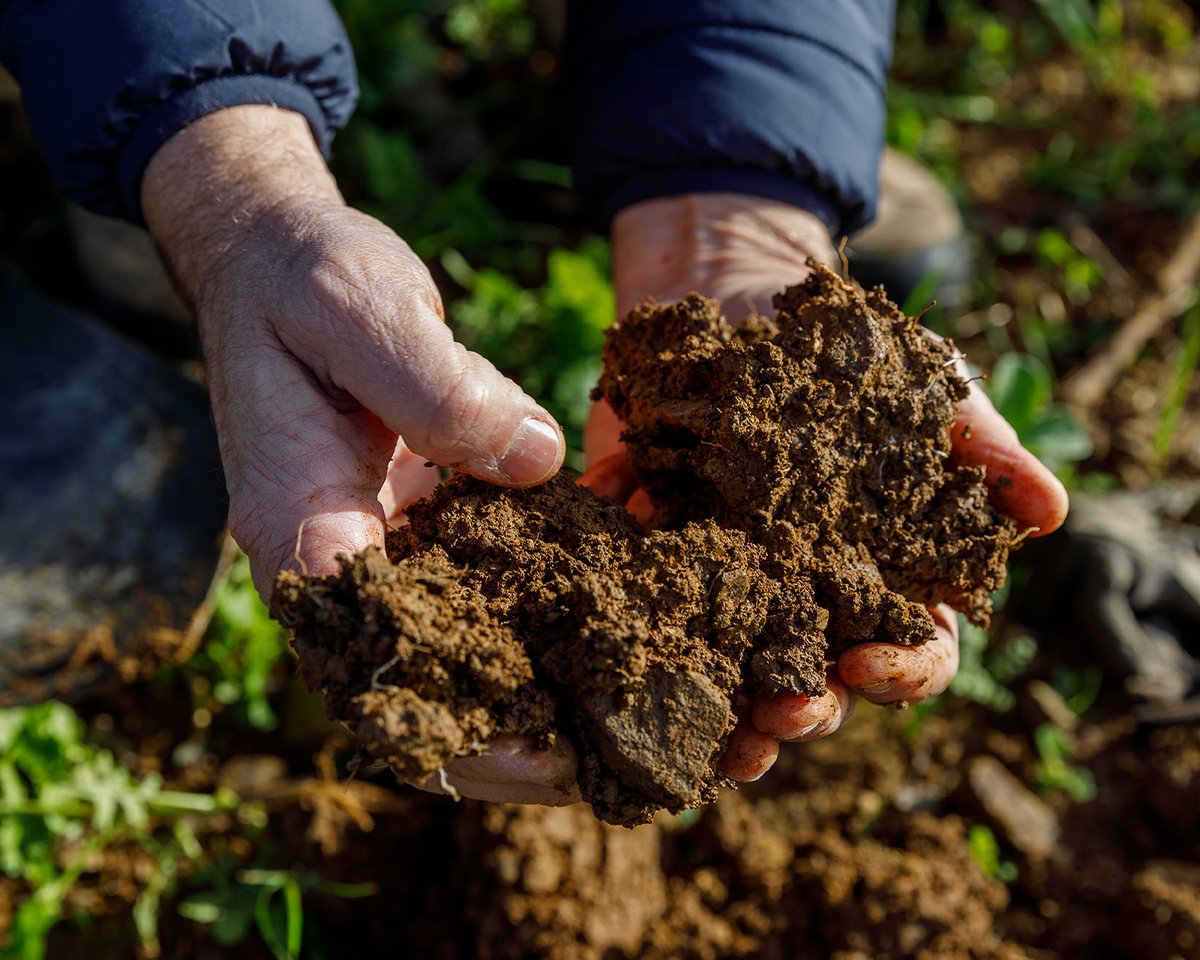 Tenuta Luce tweet media