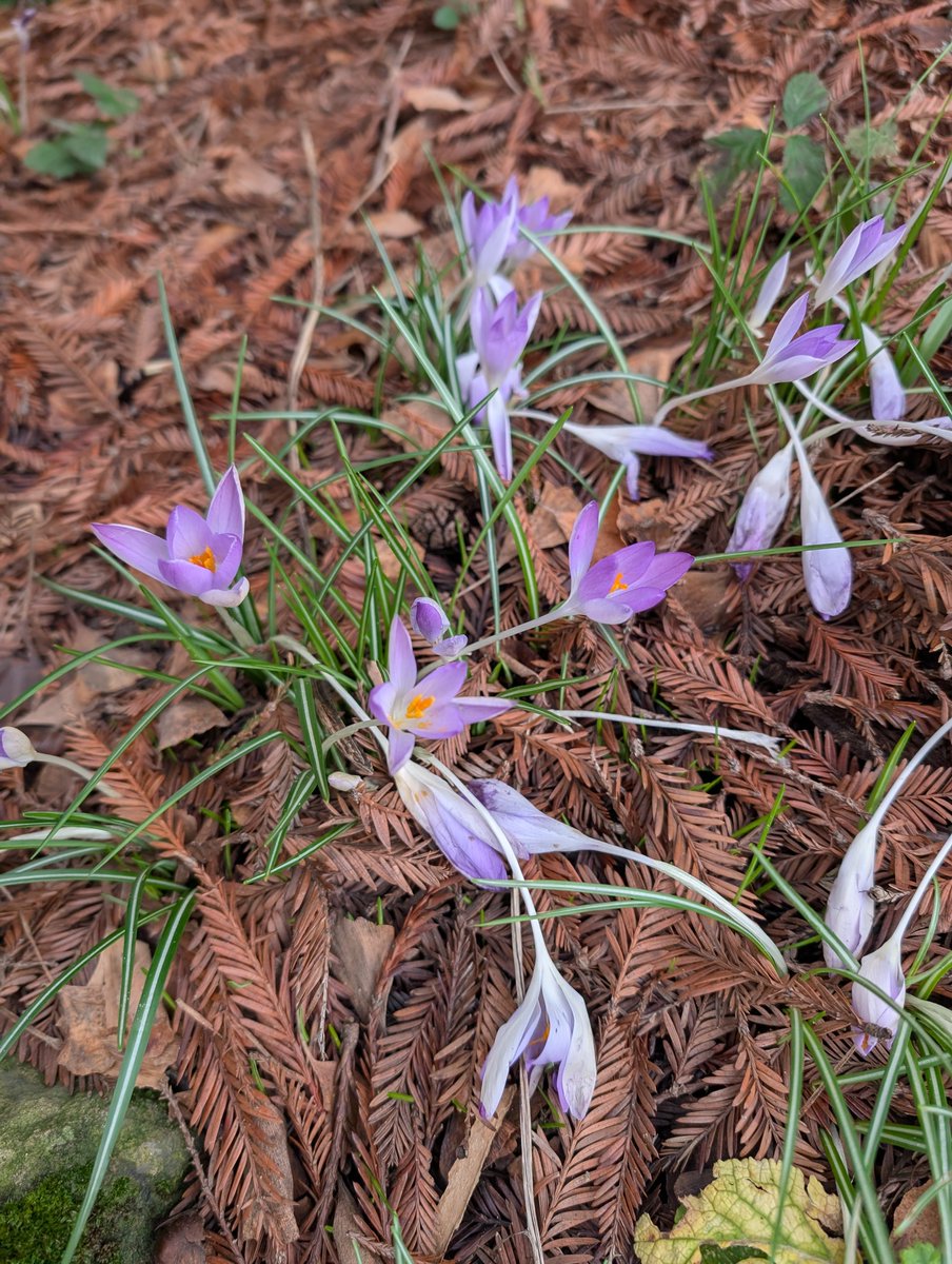 Haslemere Museum tweet media