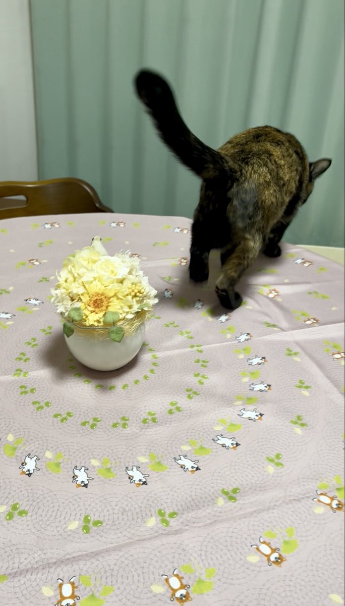 テーブルクロスとしても使えそう☺️＼ﾆｬｰ!／😸