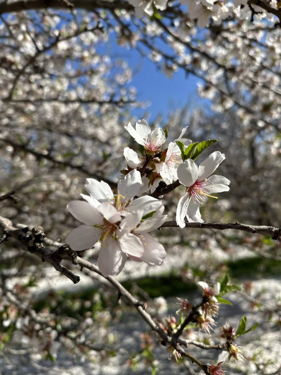 NetafimUSA's tweet photo. Happy National Almond Day.
Drip irrigation can reduce almond water use by up to 25% compared to micro-sprinklers.

Join our upcoming almond webinar to learn how to optimize irrigation this season.
Register: https://t.co/Yk7MPy1h77

#NationalAlmondDay #Almonds https://t.co/4DQwb1YCPM