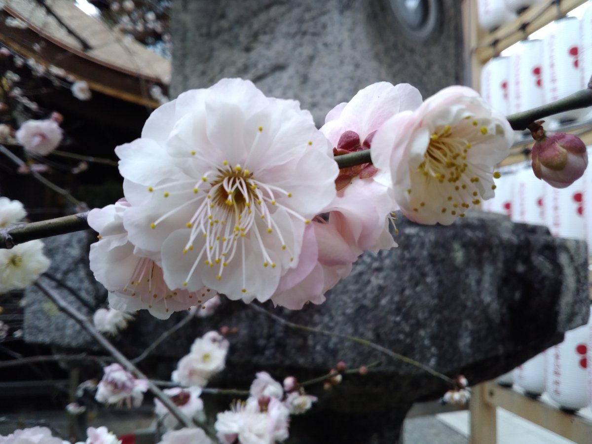 北野天満宮境内、いつものお気に入りの梅の木。
今年は梅園がコラボ込みのリッチなお値段らしい、ツイッター見ると。