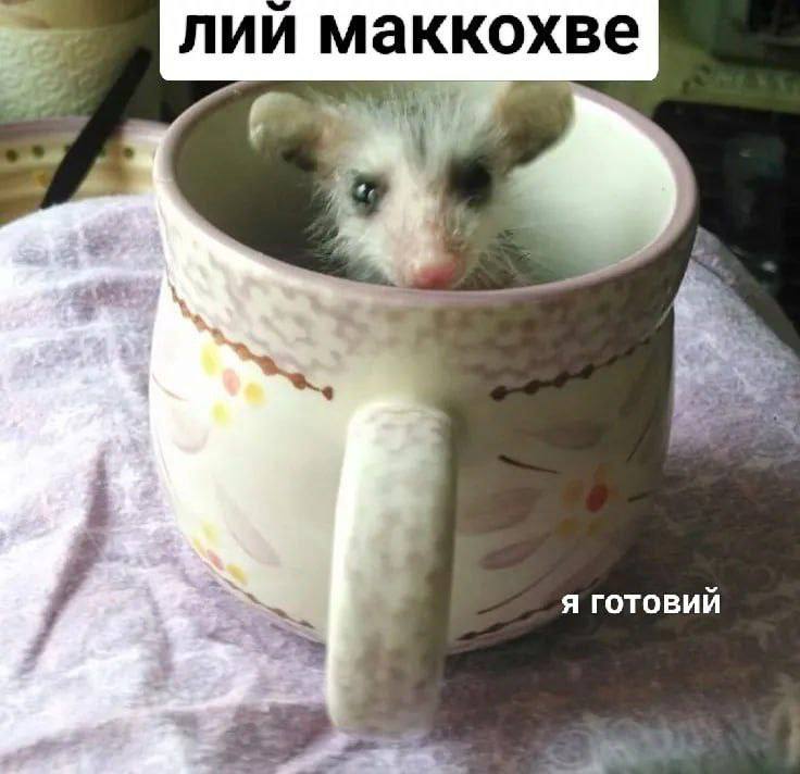 Socially awkward parrot tweet media