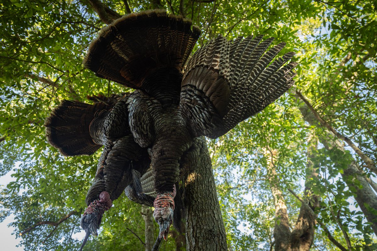 hevishot's tweet photo. With NWTF in the rearview, we're ready for the main event.
#HEVINATION https://t.co/A7x4hhJtMB