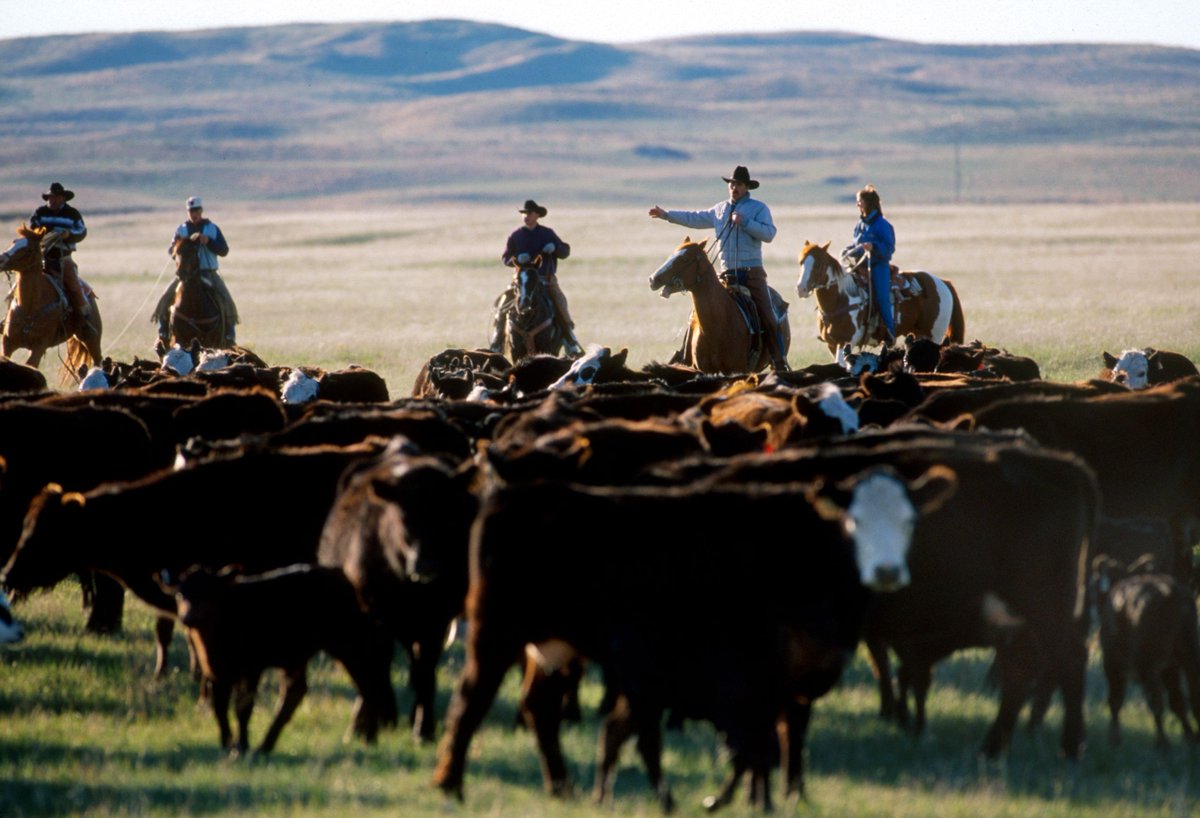 West Central Research and Extension Center tweet media