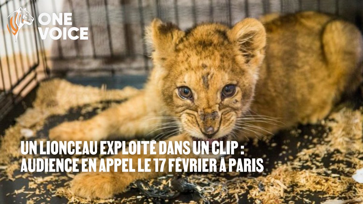 Le 17 février à 9h, la cour d’appel de Paris examine le cas d’un lionceau arraché à sa mère en 2017 et enfermé dans un appart à Noisy-le-Sec. Déshydraté, blessé, exploité pour un clip

Les animaux ne sont ni objets ni accessoires.
👉 Signez &amp; partagez : urlr.me/ZdXECB