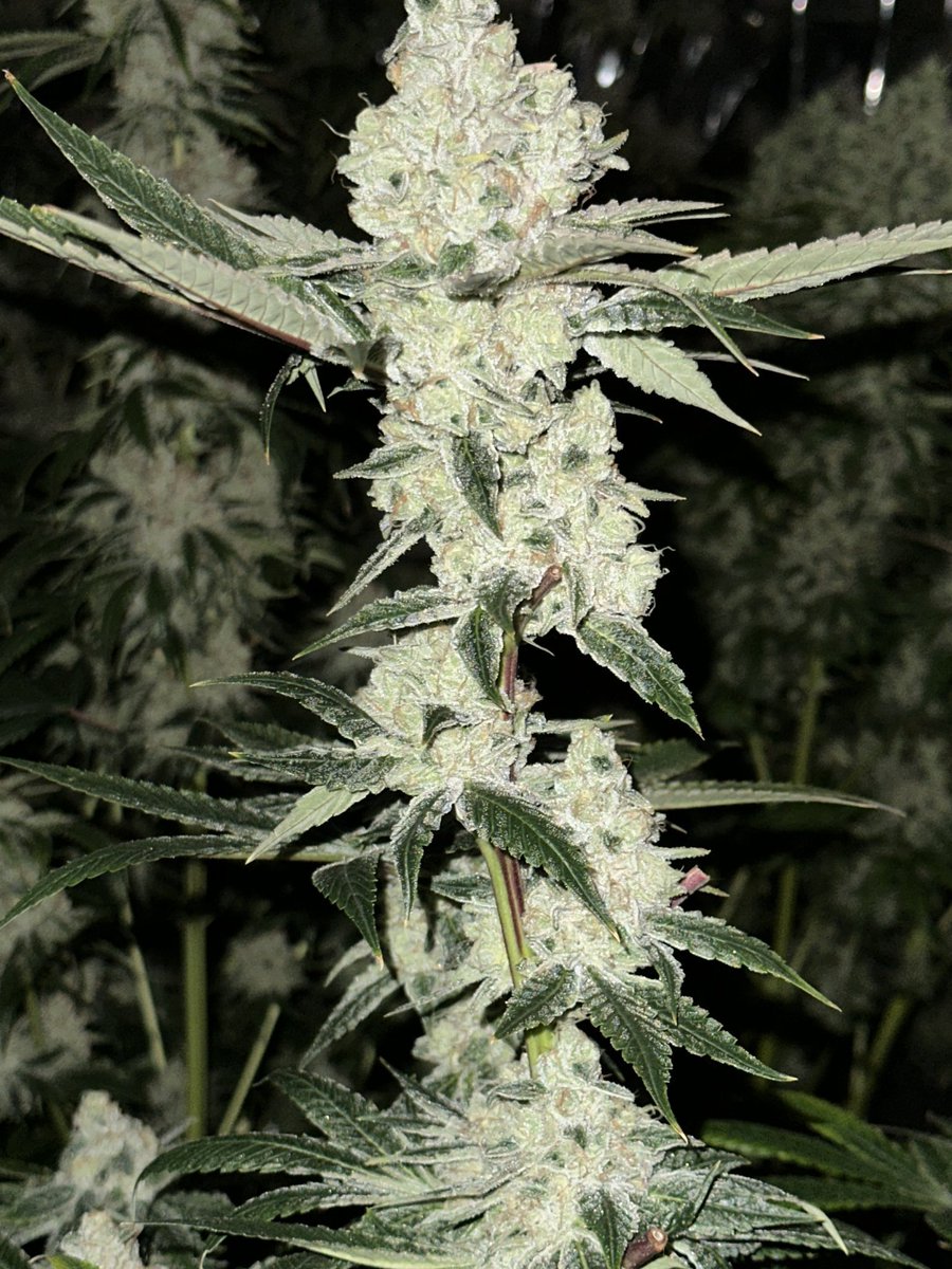 Loupey Gardener tweet media