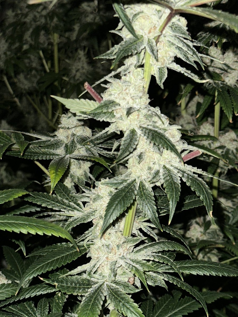 Loupey Gardener tweet media