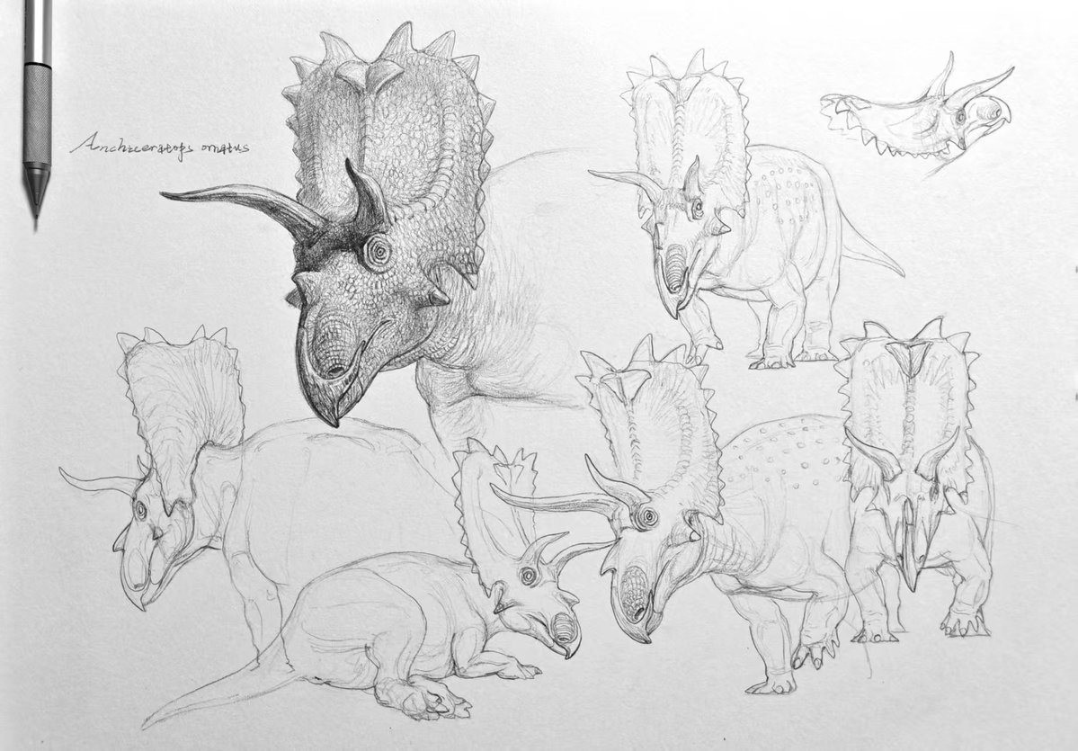 Sketch: Anchiceratops