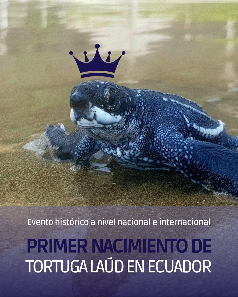 Fundación Reina Laúd tweet media