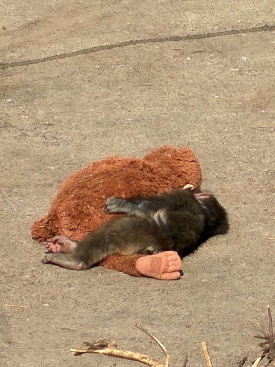 helix (@helixbase) on Twitter photo 