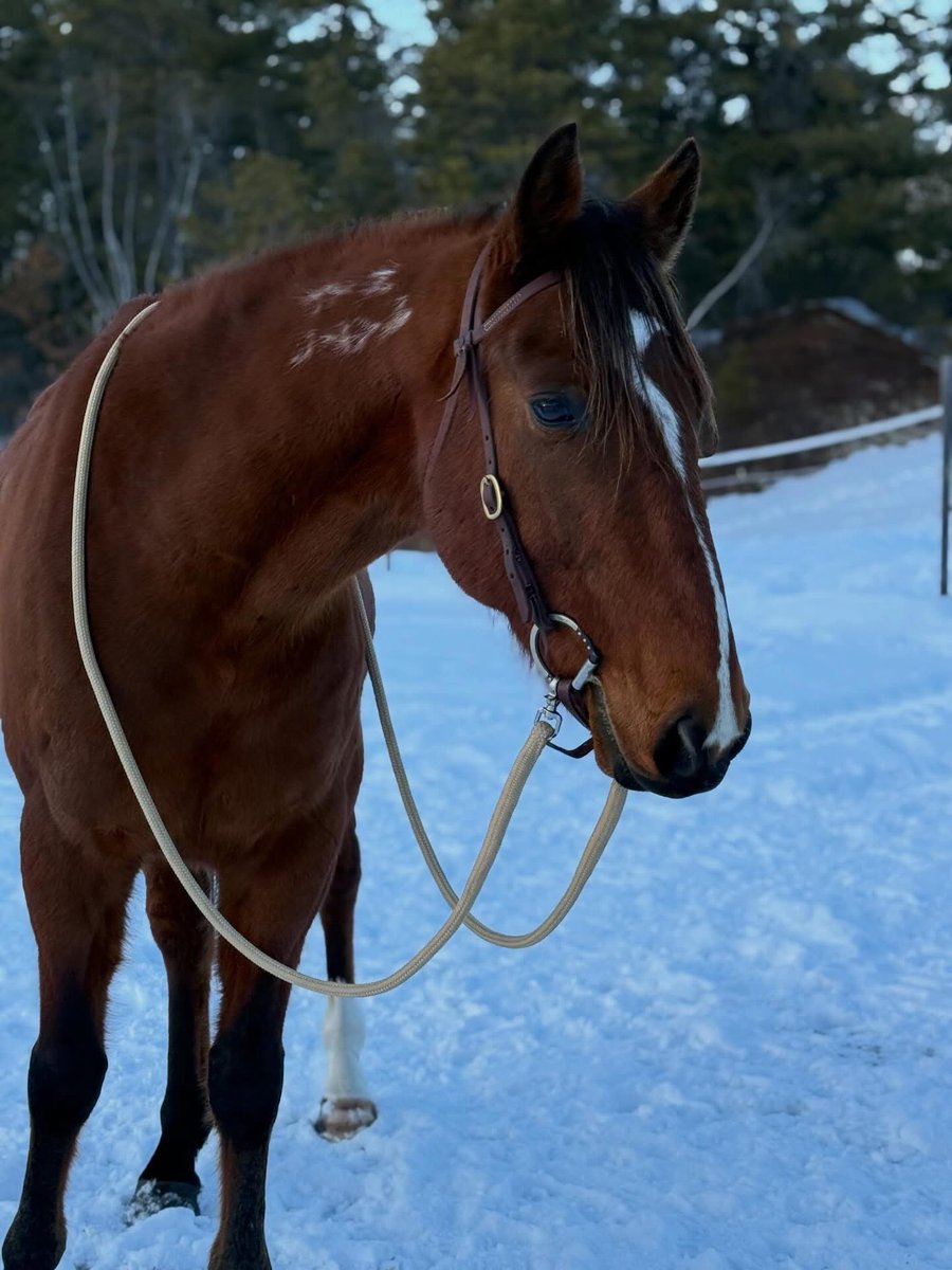 ajhall44's tweet photo. PADUKA N 10yr old pacer retired May 2025 now a riding horse in Maine #OTSB https://t.co/1USpBLHKQW