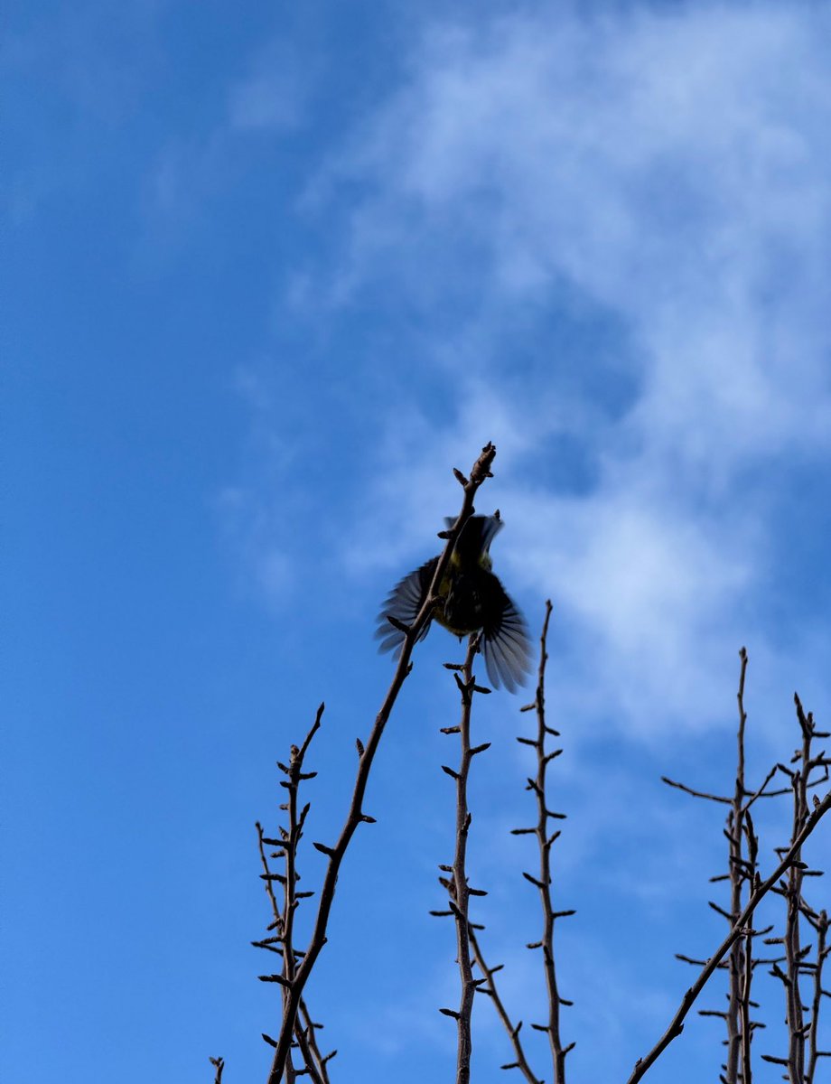 Jocaccia tweet media