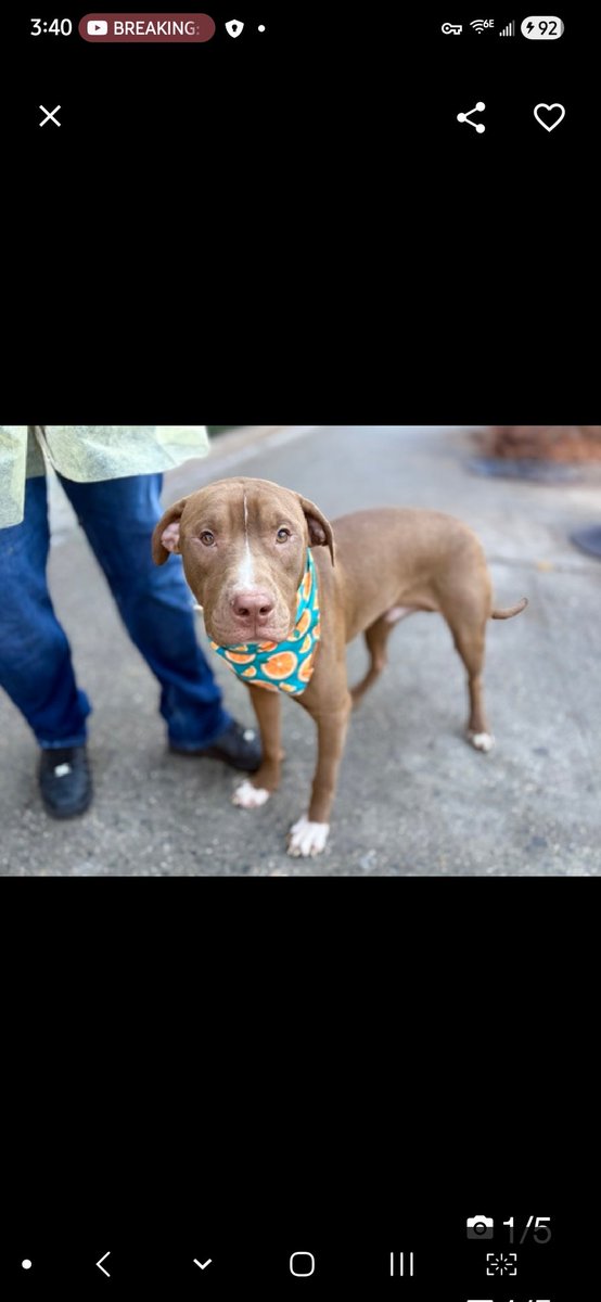 💔Starlight💔
#NYCACC #242791 9M
▪️ReListed TBK: 2/17💉 
#RescueOnly

Precious,  sweet baby's 💔, returned 4 fearful/defensive  behaviors!
Given no time 2 acclimate/decompress!
Darling puppy's terrified!
No 1 blames him!
Needs loving, N.East #Foster, 4 security, 2 decompress,