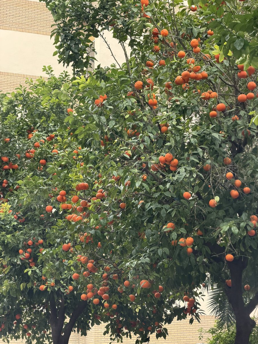 ¿Cuando se recogen las naranjas <a href="/Ayto_Sevilla/">Ayuntamiento de Sevilla</a> ? Así no sale el azahar ni a la de tres…