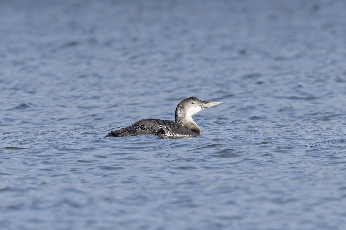 scorpion_nv's tweet photo. Third attempt timed well for one of the three White-billed Diver off Inverkeithing to come in fairly close. https://t.co/YJeXcZTBKI