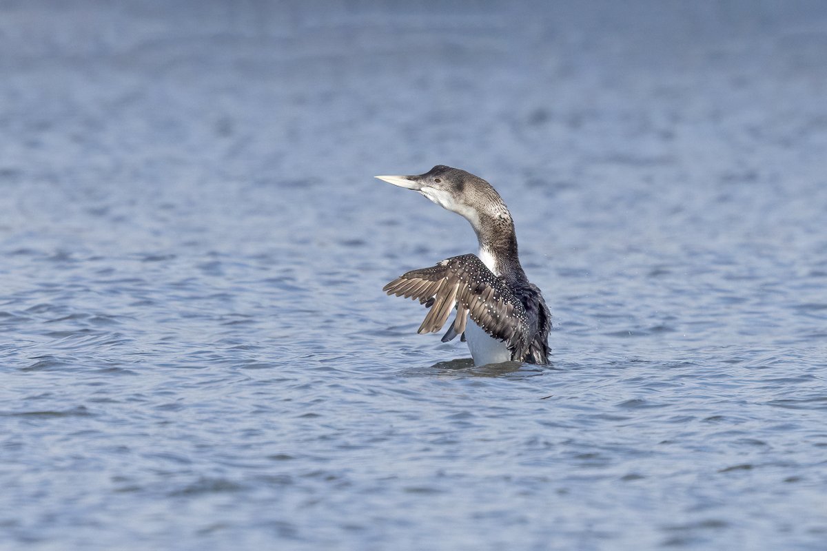 scorpion_nv's tweet photo. Third attempt timed well for one of the three White-billed Diver off Inverkeithing to come in fairly close. https://t.co/YJeXcZTBKI