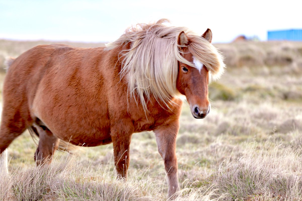 Rachel Suzanne Tien Wood tweet media