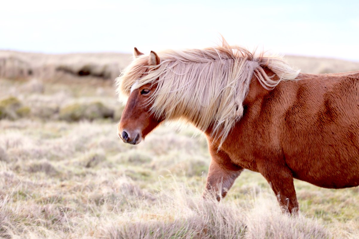 Rachel Suzanne Tien Wood tweet media