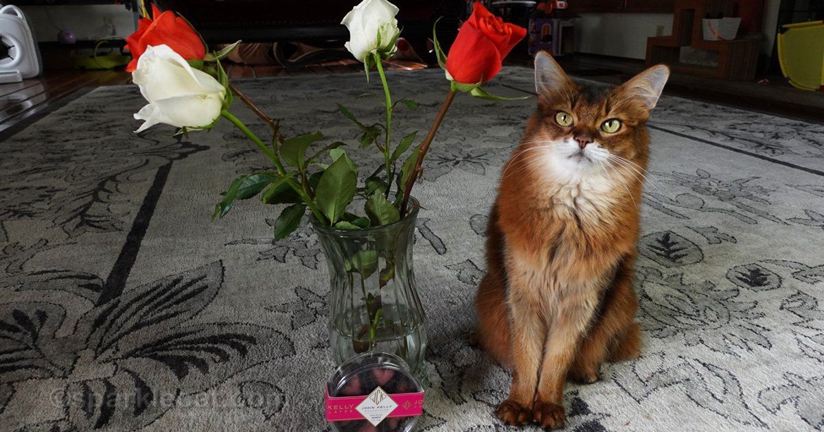 sparklecat's tweet photo. It turned out I DID get a nice Valentine gift after all! You can see what I got here: https://t.co/4eZWmh2BXf #catgift #cats https://t.co/qAbsNag9vC