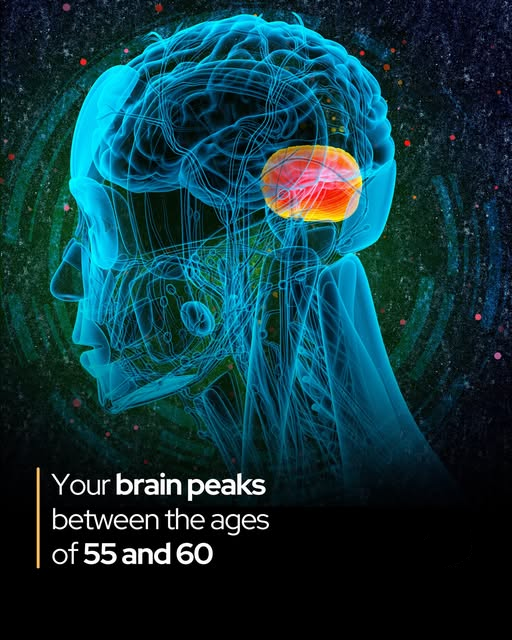 Rainmaker1973's tweet image. The smartest age in life may be 55 to 60 – not in your 20s.

Raw cognitive abilities, such as processing speed and memory, often peak early in life. Athletes typically hit their prime before 30, mathematicians make major breakthroughs by their mid-30s, and chess champions rarely…