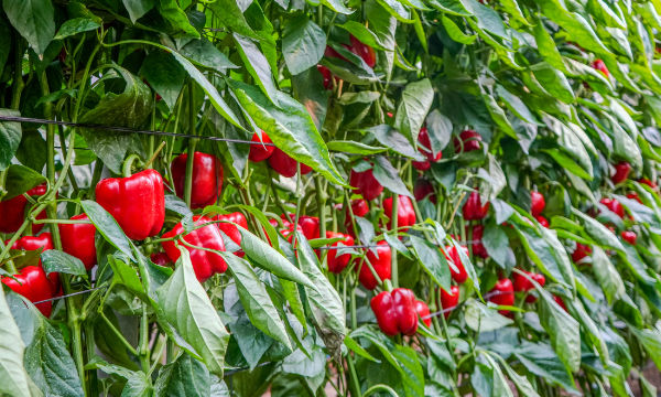 José Marín tweet media