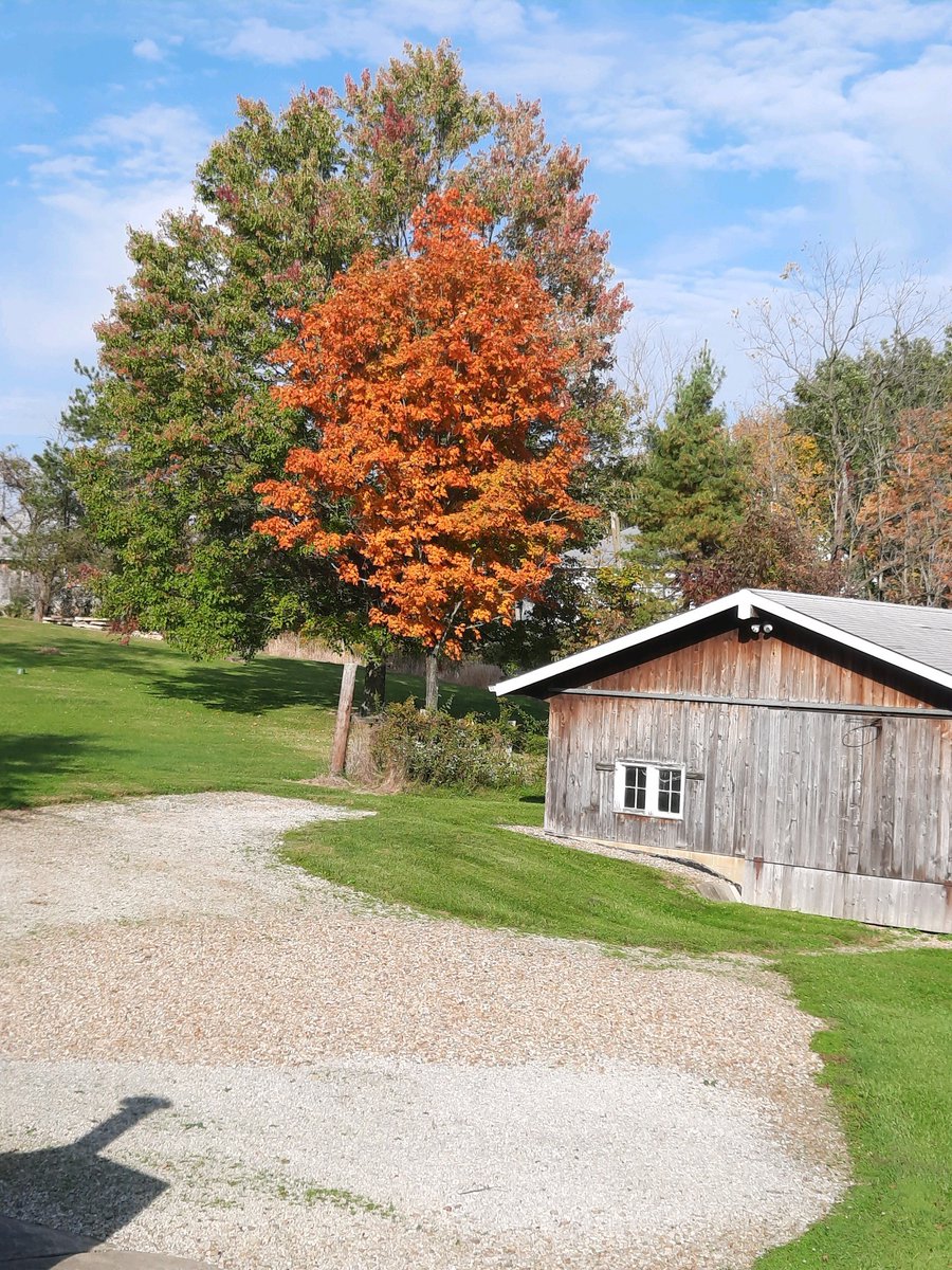 Annette Franz, CCXP tweet media