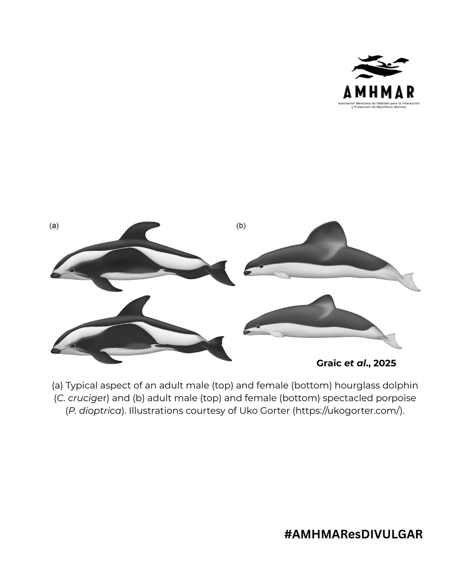 ¿Te imaginas encontrarte con dos de los cetáceos menos estudiados del mundo?😲

Un estudio publicado en 2025 reportó la anatomía detallada de dos especies muy raras de observar:
👉El delfín cruzado (Cephalorhynchus cruciger) 🐬
👉La marsopa de anteojos (Phocoena dioptrica) 🐬