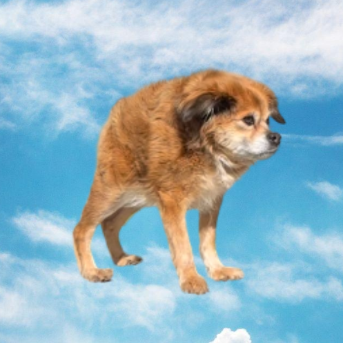 ZenoCooks's tweet photo. $Tilly is going viral as fuck, with over 27 million views,  the dog alone has 330k followers.  

Tilly is a dog with Short spine syndrome, but it's the perfect animal runner for the trenches since it's super memeable  

insta: https://t.co/45QO95hyqt https://t.co/kxwWDXGsZm