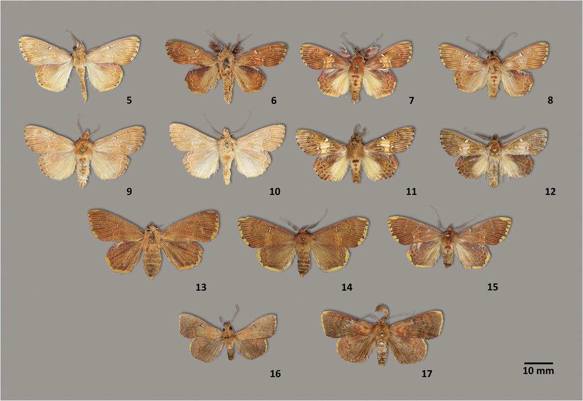 ZooKeys_Journal's tweet photo. Newly identified groups of moths, the “comose flame moths” and “comose fire moths”, that begin to illuminate the still poorly understood Neotropical entomofauna while highlighting the remarkable diversity arising from cryptic speciation:

https://t.co/N4lDvrzfsO https://t.co/Xo2Eb8o1lw