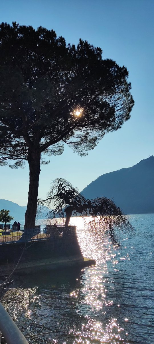 A.M.Z.  VIOLA DEI PENSIERI. (@carlanna35) on Twitter photo 