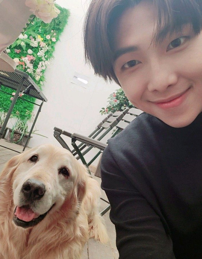 seeing two golden retrievers