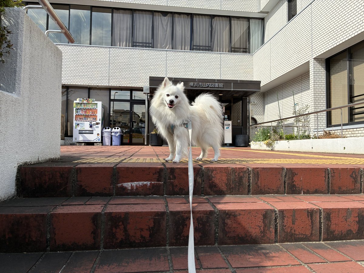 しろいいぬ 正反対な君と僕 #聖地 #日本スピッツ #チェルシー #犬のいる暮らし #犬