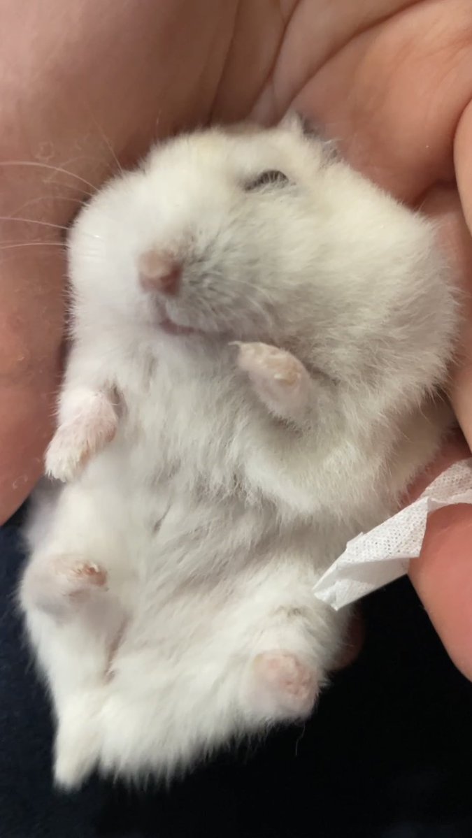 틧 오류나서 2번 시도한거 다 올라와있었네
이번엔 나른한 부둥부둥이~~