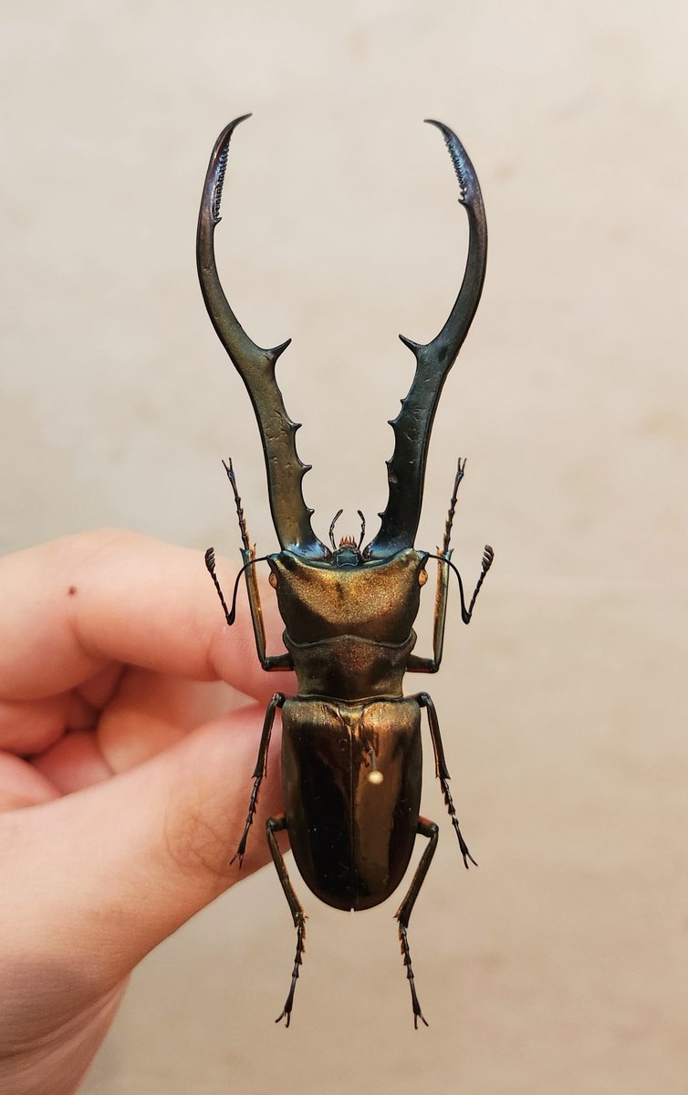 Lucadybo tweet media