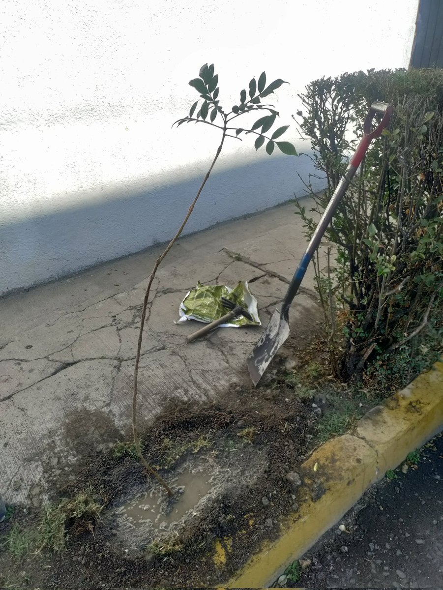 Luego de nuestras merecidas vacaciones continuamos. 🪷 
Hoy plantamos un Tecoma Stans en Privada Brasil, colonia Las Hadas, #Puebla. Vecinos se han comprometido en cuidarlo. Afortunadamente en esta colonia, ellos se organizaron para mantener en buen estado sus áreas verdes.🌳 🐝
