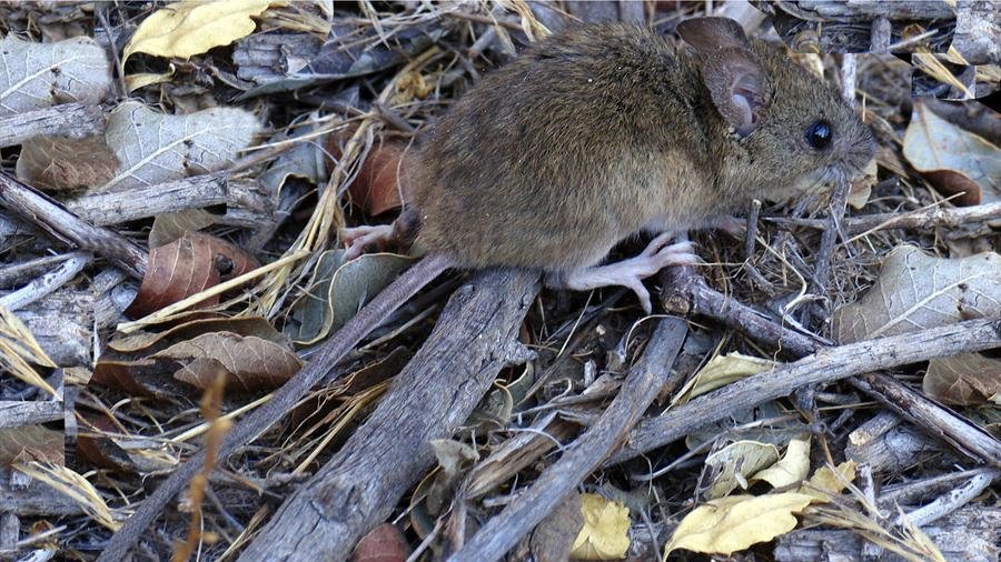 🔴 La víctima de 33 años sería de Corral: <a href="/seremisalud14/">Seremi Salud LosRíos</a> confirma primer caso fallecido por Hantavirus en la Región de #LosRíos.

👉🏼 Más información aquí...
facebook.com/10006356767152…
<a href="/ministeriosalud/">Ministerio de Salud</a>